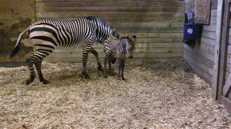 Baby Zebra Born At The Blank Park Zoo Youtube