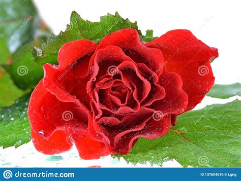 Red Rose In Drops Close Up Isolated Stock Photo Image Of