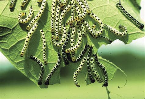 From scale fish to catfish. Catalpa worms can grow on you | Outdoors | enterprise ...