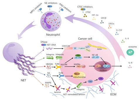 Cancers Free Full Text Neutrophil Extracellular Traps In Tumor