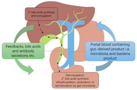 Ijms Free Full Text The Role Of Microbiota In Liver Transplantation