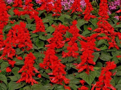 Top perennial sun plants at portland nursery and garden center. SALVIA (Splendens Vista Red) - Small upright grower in ...