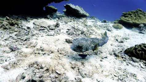 Puffer Fish At The Coral Reef Stock Image Image Of Cute Fish 240411023