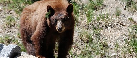 Tracking Yosemites Bears The Wildlife Society