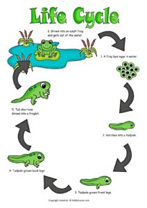 Maybe you would like to learn more about one of these? Life Cycle of a Frog Color Poster | kiddyhouse.com
