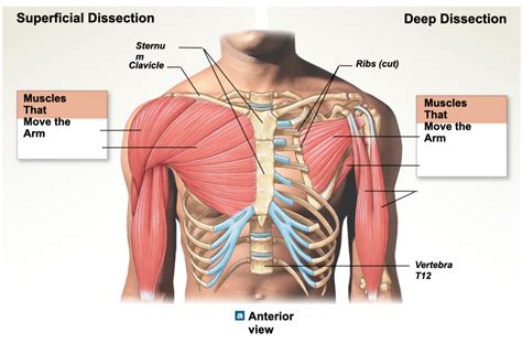 Human Chest Muscles Diagram How To Develop A Man S Pectorals With Strength Training Exercises