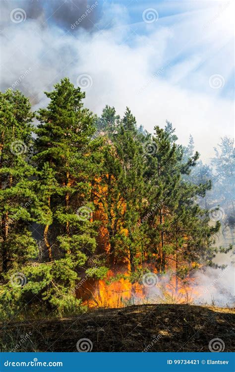 Forest Fire Fallen Tree Is Burned To The Ground A Lot Of Smoke When