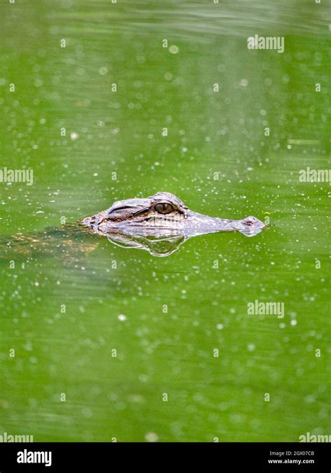 Crocodile Eyes Above Water Hi Res Stock Photography And Images Alamy