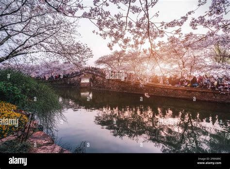 Landscape Of The Spring Cherry Blossoms In Wuxi Yuantouzhu Also Named