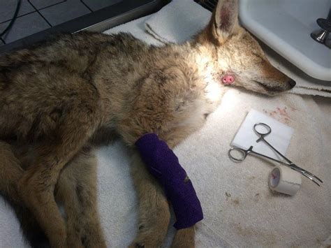 Tortured Coyote Pup Found Last Summer In Santa Maria Released Back