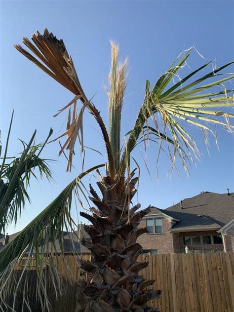 Is My Washingtonia Dying Discussing Palm Trees Worldwide Palmtalk