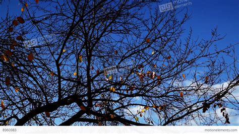 Tree With Few Golden Leaves On Blue Sky Stock Video