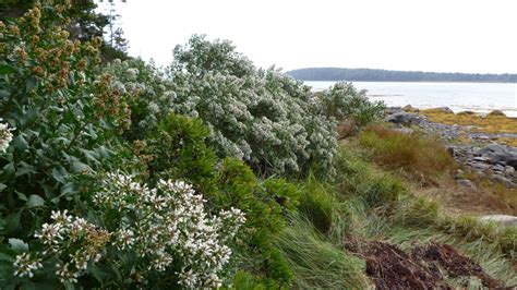 Conservancy Protects Nova Scotia Island Thats Home To Rare Plant In