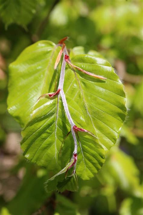 Newly Opened Green Copper Beech Leaves In Spring Stock Photo Image Of