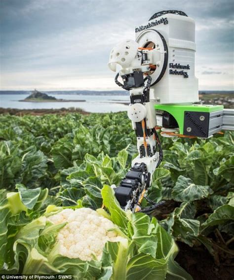 Meet With Cauliflower Picking Robots That Could Revolutionize Farming