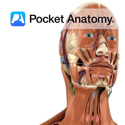 Posterior Auricular Vein Pocket Anatomy