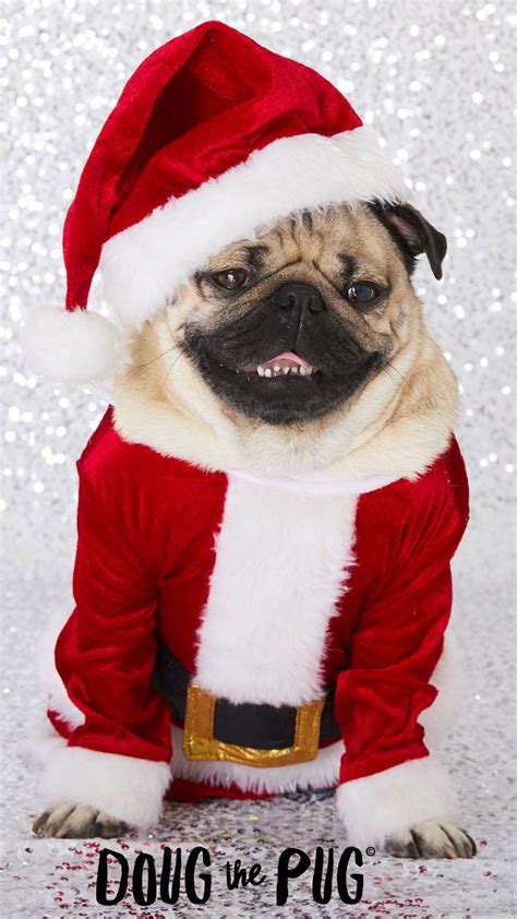 Christmas Pugs Wallpapers Wallpaper Cave