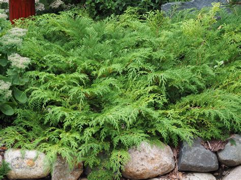 Low Maintenance Evergreen Shrubs Knechts Nurseries And Landscaping