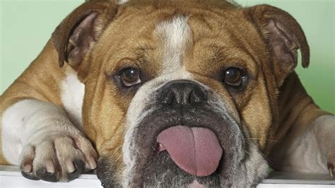 #1 how to reduce stress…. Old English Bulldog Wallpapers High Resolution and Quality ...