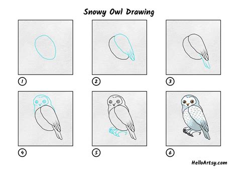 Snowy Owl Drawing Helloartsy