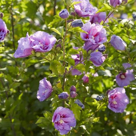 Buy Hybiscus Syriacus Lavender Chiffon 9 Cm Affordable Gardens4youie