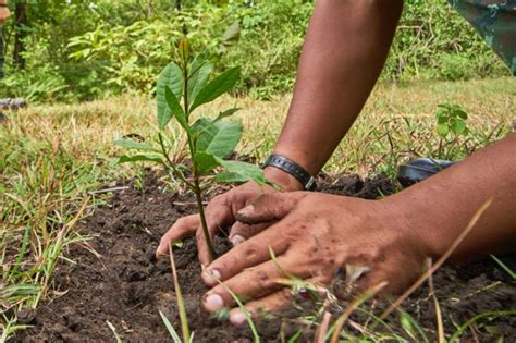 Manual Como Plantar Un Arbol