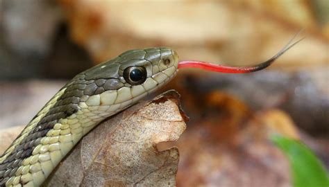 What Snake Smells Like Cucumber The Surprising Facts About Snakes