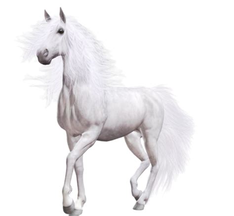 White Horse Png Horse Png And Horse Clipart Transparent Horses White