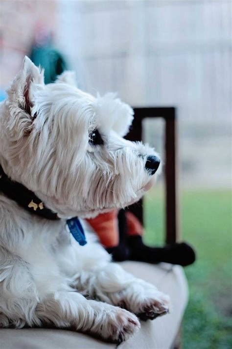 635 Best Images About Westies On Pinterest White Terrier Best Dogs