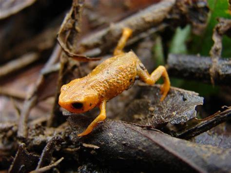 Biboca Ambiental Descoberto Novo Mini Sapo Na Mata AtlÂntica