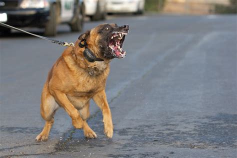 What Is The Most Dangerous Dog In The World