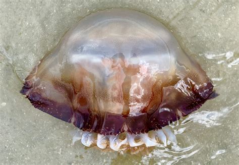 Why Are Cannonball Jellyfish Washing Up Along Our South Carolina Coast