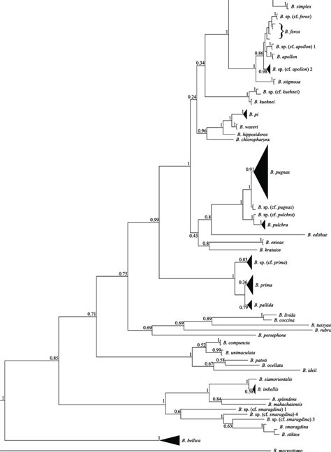 The Phylogenetic Tree Reconstructed From The Alignment Of Coi Download Scientific Diagram