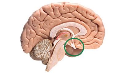 Maybe you would like to learn more about one of these? Hormon kelenjar hipofisis dan fungsinya (Biologi ...