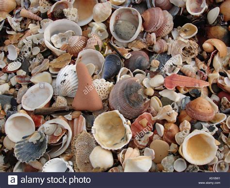 Seashells On Beach Stock Photo Alamy