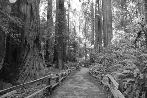 Muir Woods Shelf Quest