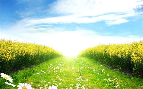 Sunny Field Backgrounds Wallpaper Cave