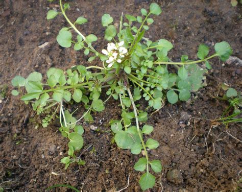 The flowering stage of marijuana growing is one of the most beautiful and aromatic stages of it's growth stages. About Hairy Bittercress - Organic Plant Care LLC - NJ, PA