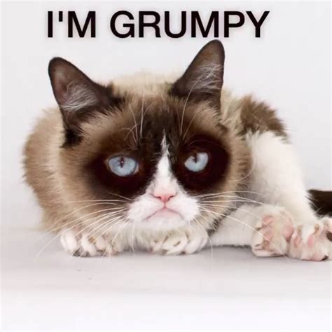 Internet Sensation Grumpy Cat Died But Her Memes Shall
