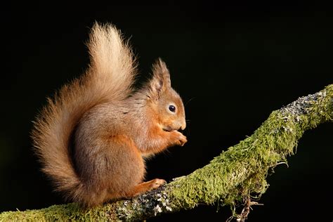 Red Squirrels Paul Miguel Wildlife Photography