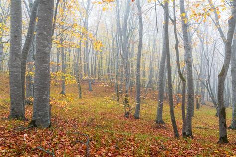 Mysterious Autumn Foggy Forest Stock Photo Image Of Amazing Nature