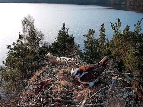 Female Osprey Lays Third Egg Of The Season At Loch Reserve Shropshire Star