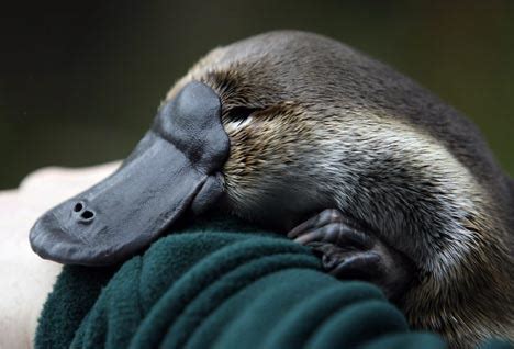 Browse 20 platypus cute stock photos and images available, or start a new search to explore more stock photos and images. Platypus « Australian Animals