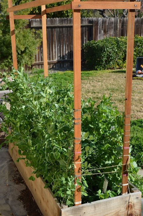 So This Simple Trellis Held The Weight Of 32 Snow Pea Plants And This