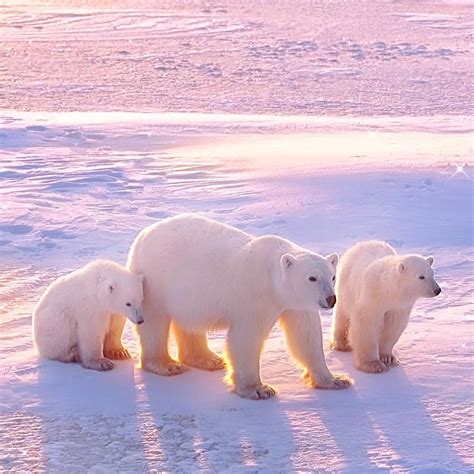 Pin By Sugano On 動物 Baby Polar Bears Cute Polar Bear Polar Bear