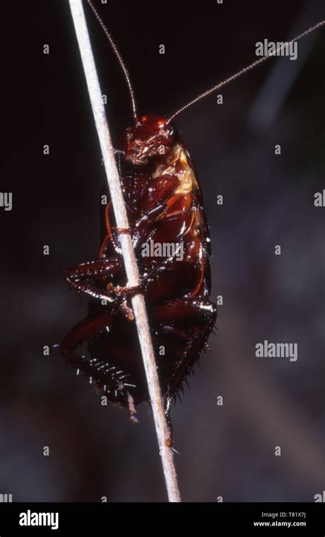 Blattodea Fotografías E Imágenes De Alta Resolución Alamy