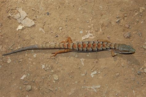 There are five recognized subspecies. Southern alligator lizard - Wikipedia