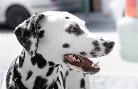 Why Do Dalmatians Have Spots Dog Discoveries