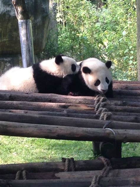 Pandas In Chengdu Dont Mind If I Do Mint Mocha Musings