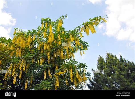 Laburnum Tree In Bloom Stock Photo Alamy